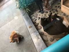 -爱侣·安琦尔宠物医院·中兽医针灸·心内科·狂犬免疫点(宝山区院)
