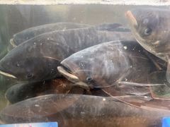 -上名堂·鱼头好吃(体育场路店)