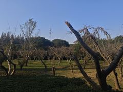 -同里国家湿地公园