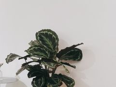 -via coffee(万象城店)