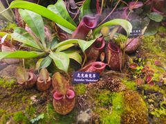 -中国科学院西双版纳热带植物园