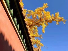 -故宫博物院(故宫)