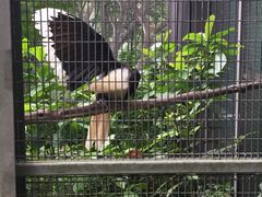 -新加坡飞禽公园