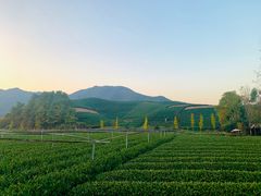 -龙坞茶村
