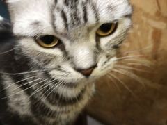 -猫色咖啡·猫咖