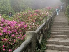 -梧桐山风景名胜区