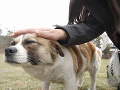 -都江堰玫瑰花溪谷