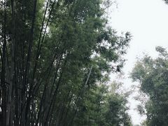 -广州市帽峰山景区