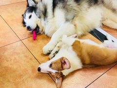 -more than meow吴止猫主题餐厅(承德 中船汇店)