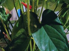 -喜乐餐厅•灯笼虾球首创者•本地小海鲜(二马路店)