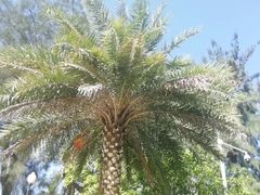 操场-厦门大学(思明校区)