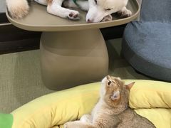 -逗柴咖啡屋·狗咖猫咖宠物桌游