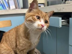 -瑞派·关忠动物医院·猫专科·犬专科(三环新城店)