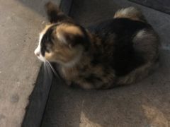 -新疆狼爷烤肉(宋庄店)