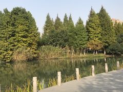 -青枫公园