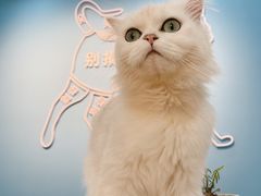 -喵宠乐园·撸猫互动·猫舍