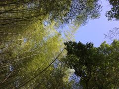 iphone_upload_pic-西湖风景区十里琅珰-五云山