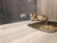 -飞行喵MR PILOT|猫舍·猫咖(静安大融城店)