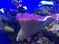-御唐府海珊瑚主题餐厅