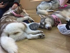 -Husky Go! 哈士奇体验馆·宠物咖啡厅狗咖