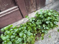 -高淳老街土菜馆(迎薰门店)