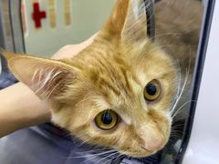 -爱侣宠医·鹦鹉专科·小型哺乳类·异宠专科(灵石路店)