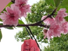 -南汇桃花村