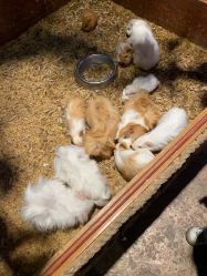 -酷嗒动物文化乐园(cutezoo西溪乐天城店)