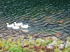 -祁门牯牛降观音堂风景区