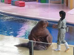 -珠海横琴长隆《卡卡虎奇遇记》