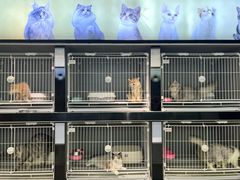 -翊宠yipet猫狗购宠庄园犬舍•猫舍