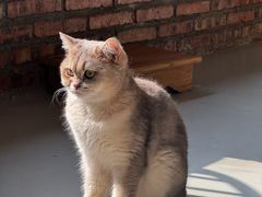 -豆逗聊愈猫阁Easy Life