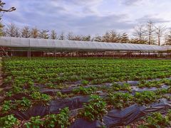 -新塘水果乐园(东洲大道店)