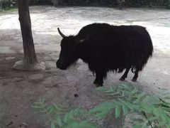 -深圳野生动物园