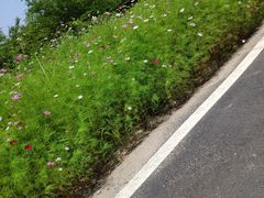 -黄海国家森林公园