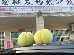 -老袁家蜜桃农场·阳山水蜜桃