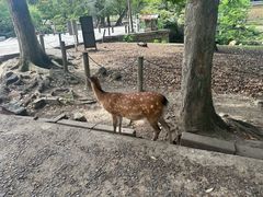 -奈良公园