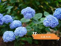 -寂照庵