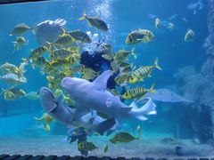 -左海海底世界