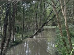 -桤木河湿地公园