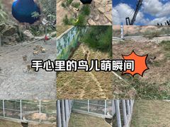 -西霞口神雕山野生动物世界