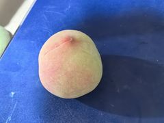 -老袁家蜜桃农场·阳山水蜜桃