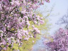 -小麦岛公园