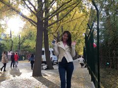 -三里屯东五街银杏大道