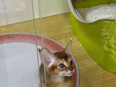 -青奢宠物·青奢猫舍