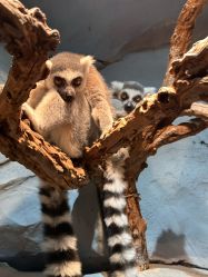 -Zoolung Zoolung动物主题公园(海信广场店)