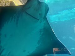 -重庆海昌加勒比海水世界