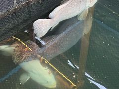 -蓝湾碧波·老字号·疍家非遗海上餐厅