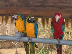 -西霞口神雕山野生动物世界