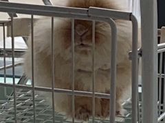 -怪兽屋·羊驼·猫咖·狗咖(俊华广场店)